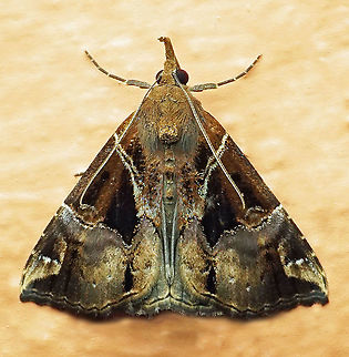 Hypena sp. Dapa, Valle Del Cauca 2100m