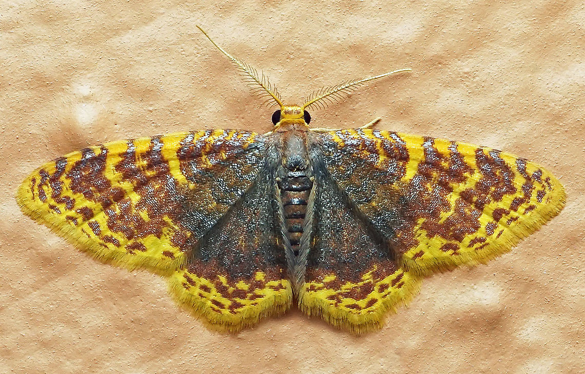 Eois nr. lilacina Dapa, Valle Del Cauca 2100m