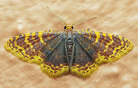 Eois nr. lilacina Dapa, Valle Del Cauca 2100m