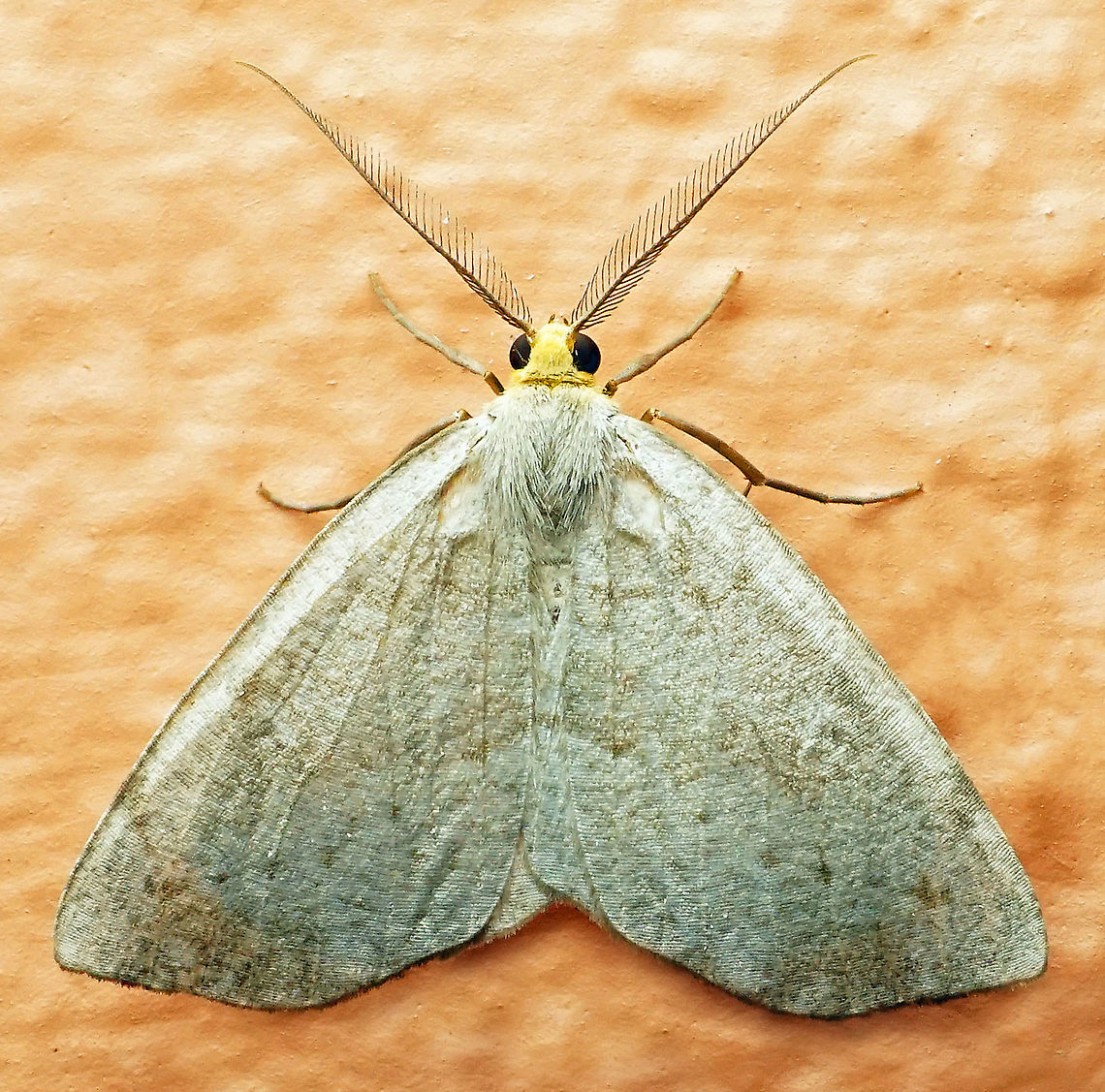 #207 Dapa, Valle Del Cauca 2100m