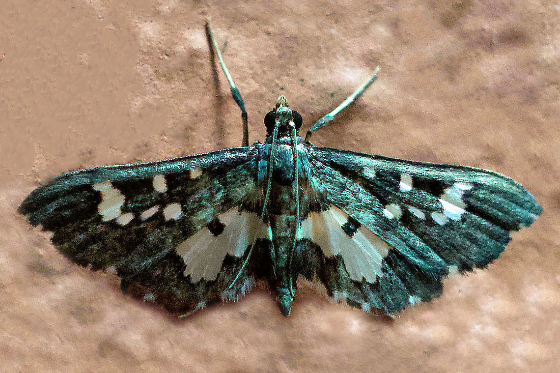 Eurrhyparodes sp. Dapa, Valle De Cauca 2100m