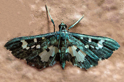 Eurrhyparodes sp. Dapa, Valle De Cauca 2100m