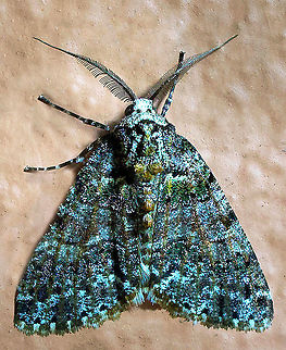 Cargolia sp. Dapa, Valle De Cauca 2100m