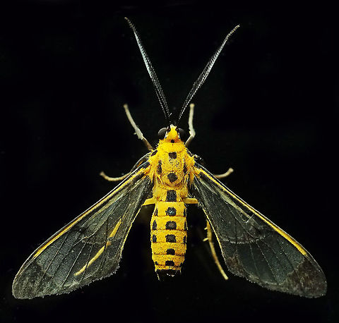 #204 Dapa, Valle De Cauca 2100m