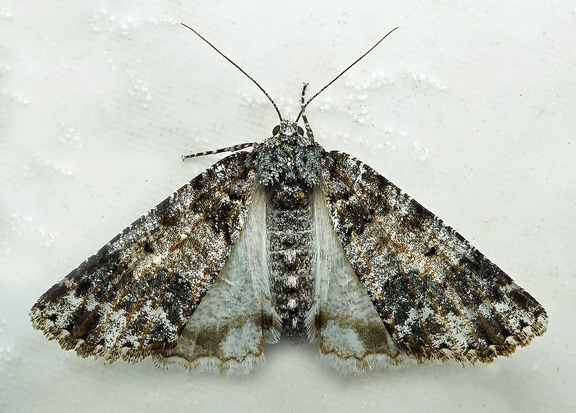 #205 Dapa, Valle Del Cauca 2100m