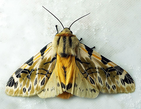 Hypercompe neurophylla