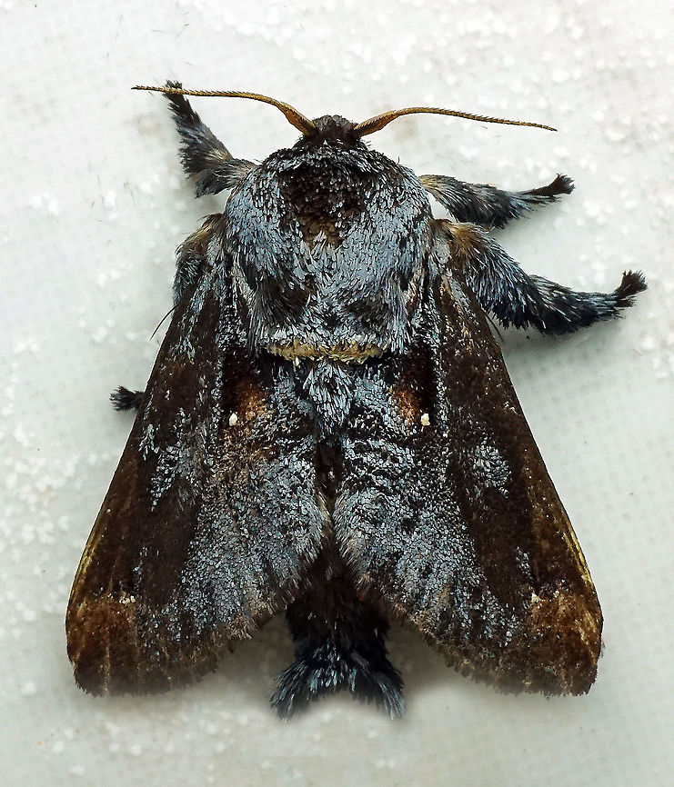 Acharia sp. Dapa, Valle Del Cauca 2100m