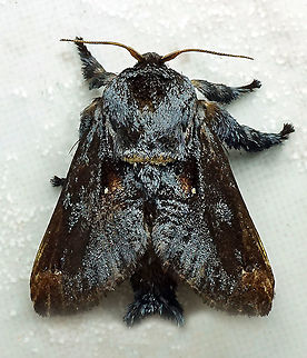 Acharia sp. Dapa, Valle Del Cauca 2100m