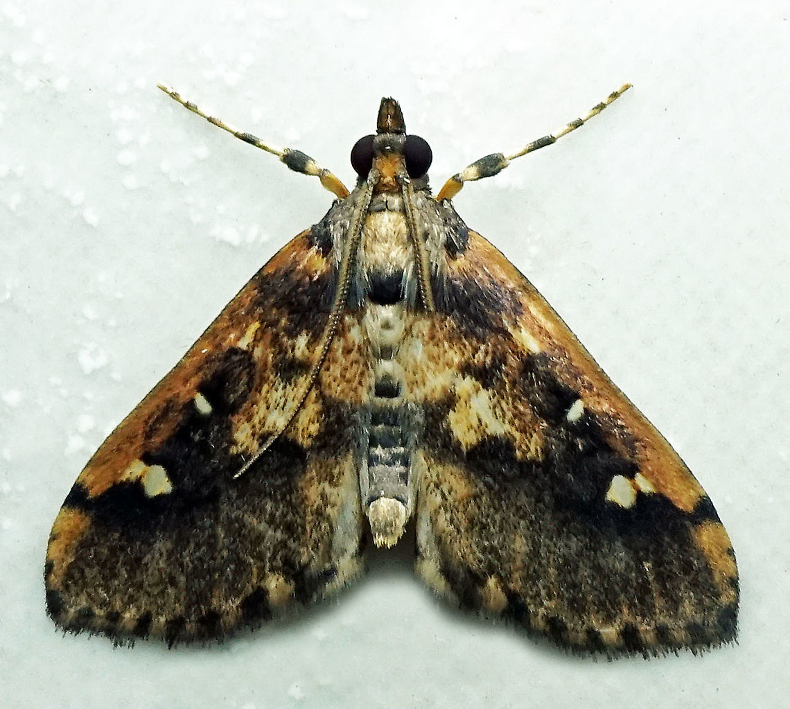 #208 Dapa, Valle Del Cauca 2100m