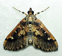 #208 Dapa, Valle Del Cauca 2100m