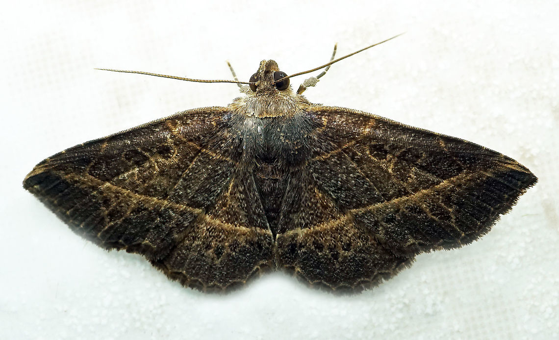 Antiblemma sp. Dapa, Valle Del Cauca 2100m