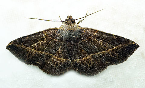 Antiblemma sp. Dapa, Valle Del Cauca 2100m