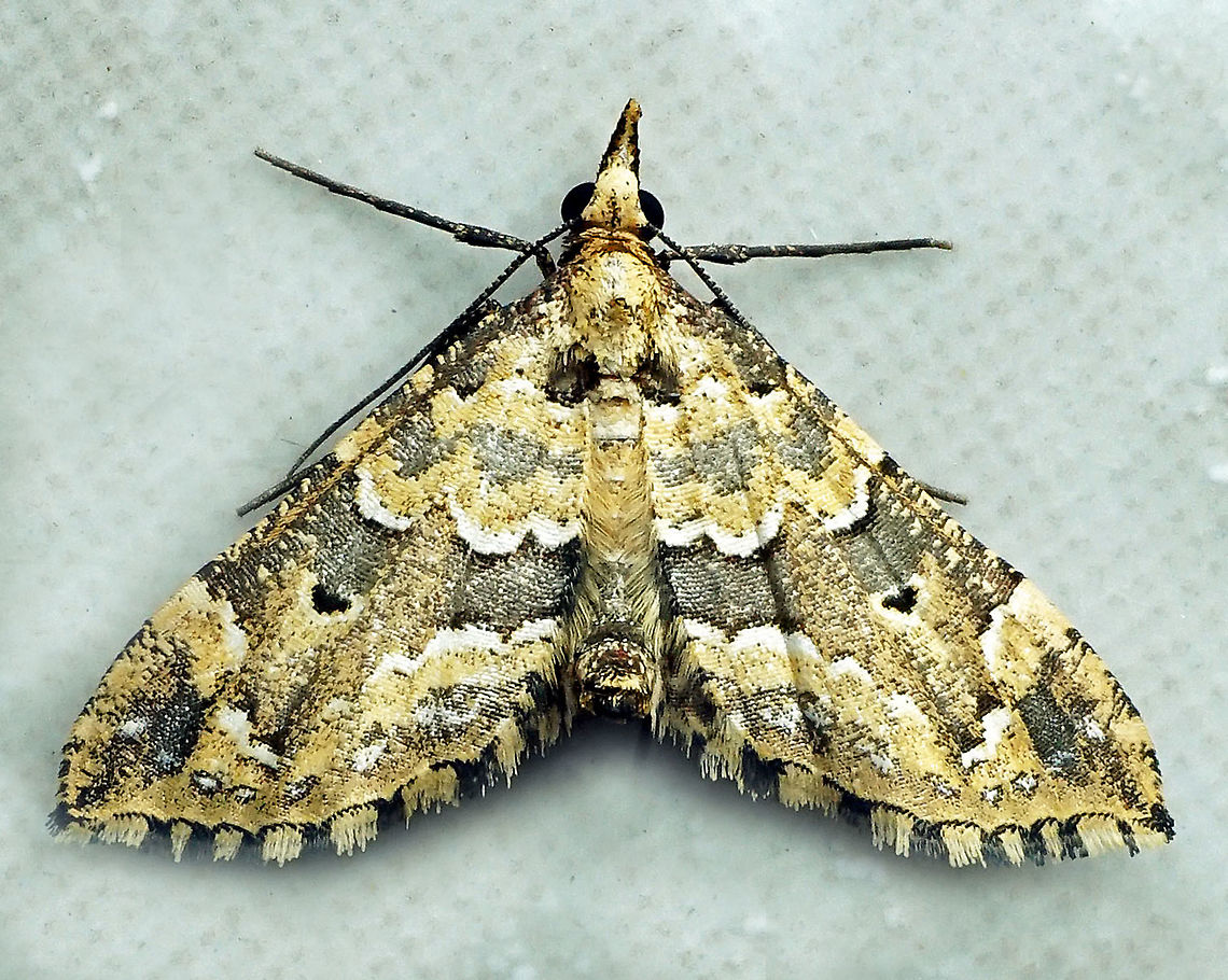 #210 Dapa, Valle Del Cauca 2100m