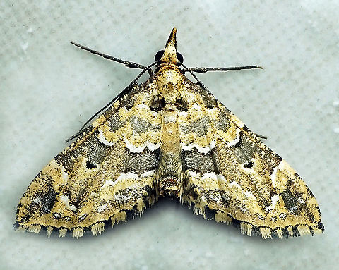 #210 Dapa, Valle Del Cauca 2100m