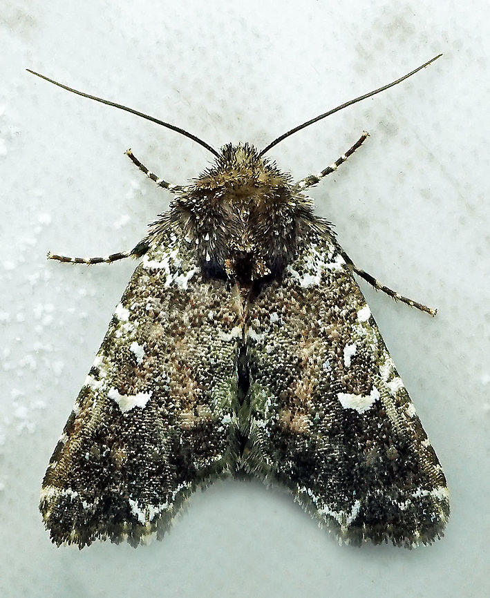 #211 Dapa, Valle Del Cauca 2100m