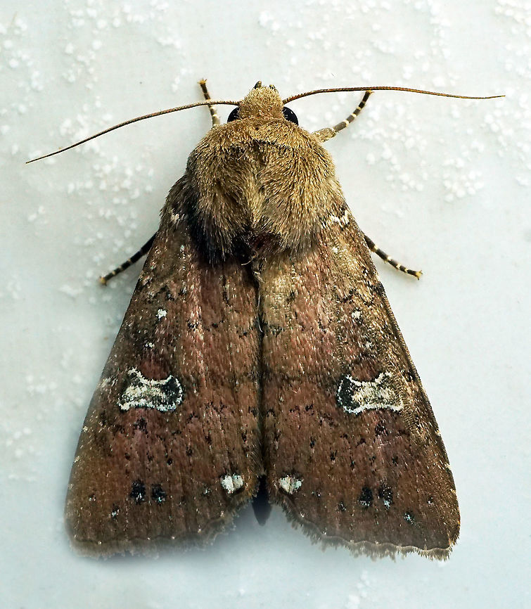 Xestia xanthographa Dapa, Valle Del Cauca 2100m Square-spot rustic,Xestia xanthographa