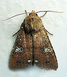 Xestia xanthographa Dapa, Valle Del Cauca 2100m Square-spot rustic,Xestia xanthographa