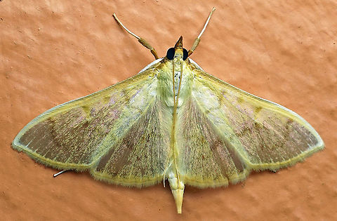 Alamo moth