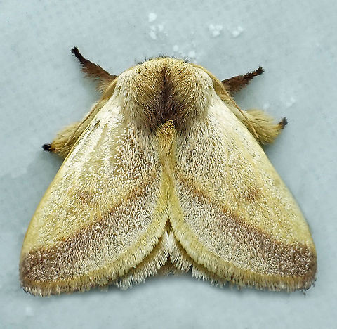 #213 Dapa, Valle Del Cauca 2100m