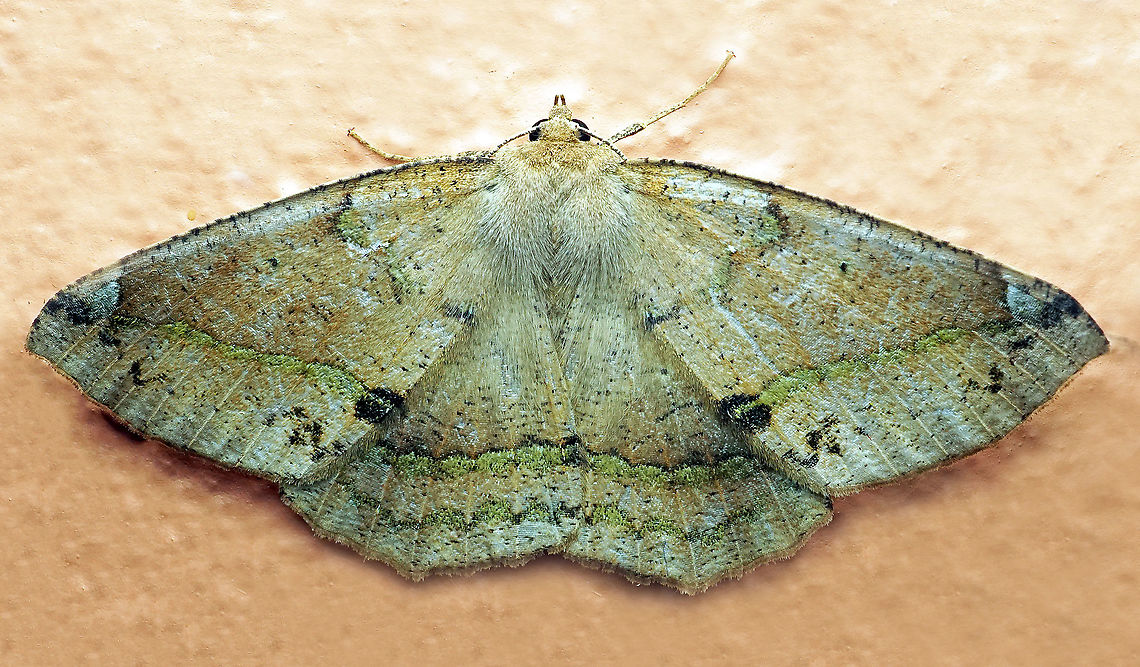 Eusarca sp. Dapa, Valle Del Cauca 2100m