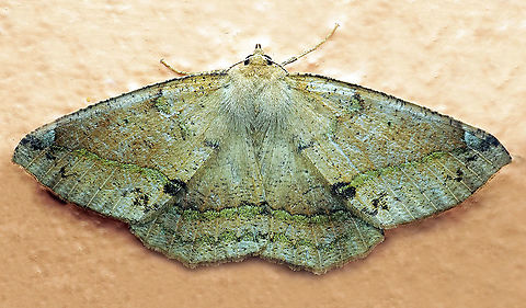 Eusarca sp. Dapa, Valle Del Cauca 2100m