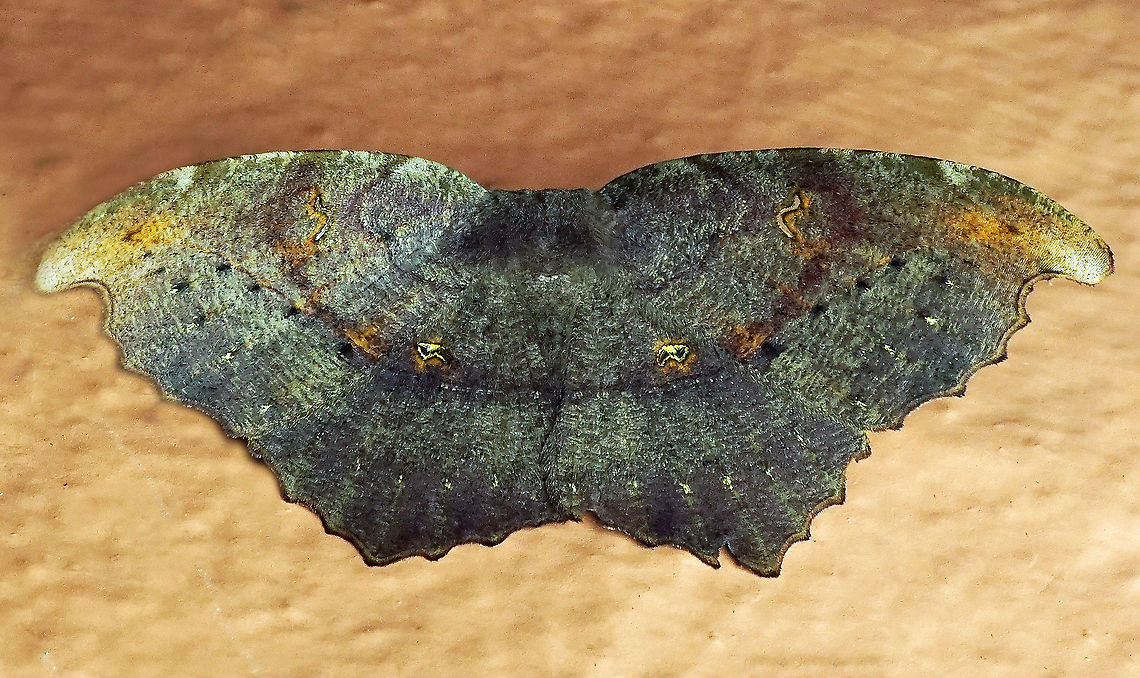 #216 Dapa, Valle Del Cauca 2100m