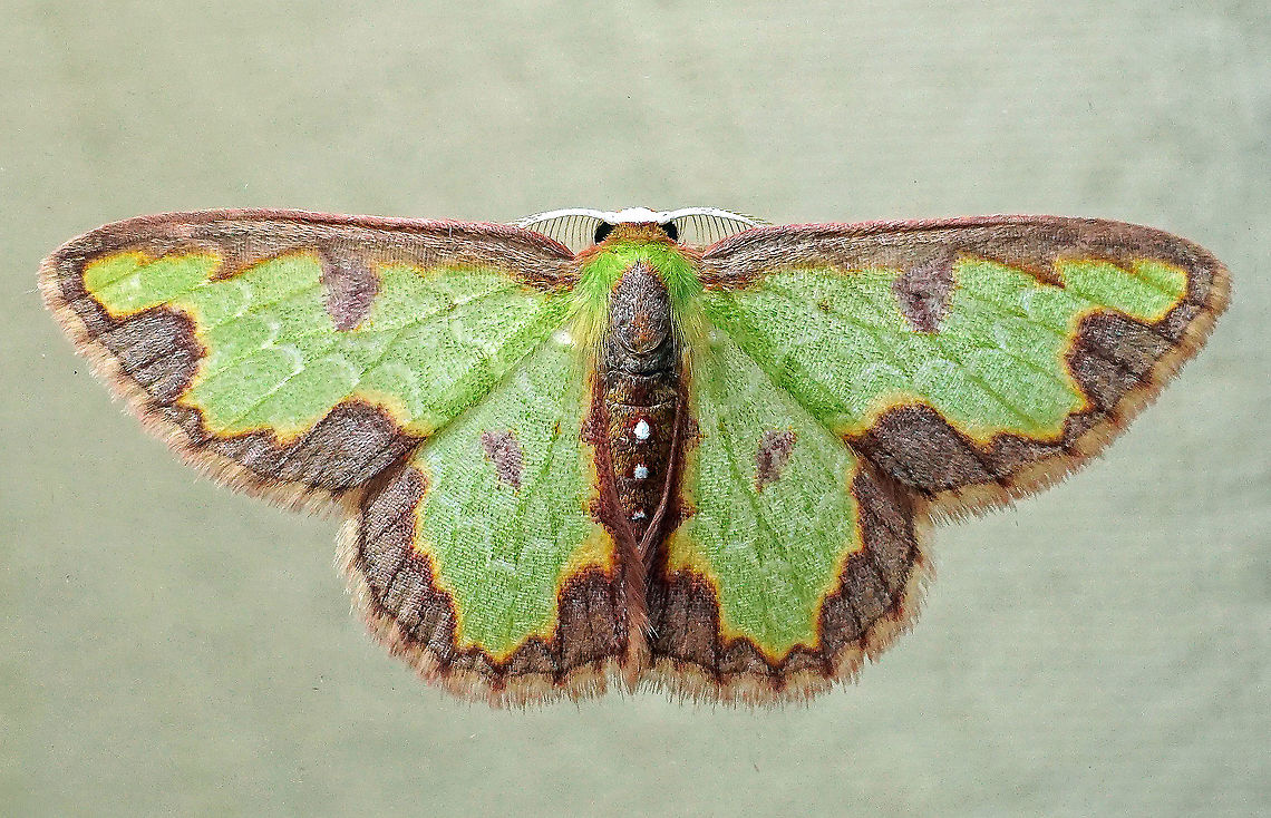 Synchlora dependens Dapa, Valle Del Cauca 2100m Synchlora dependens