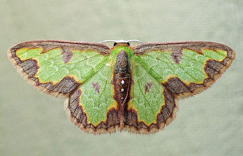 Synchlora dependens Dapa, Valle Del Cauca 2100m Synchlora dependens