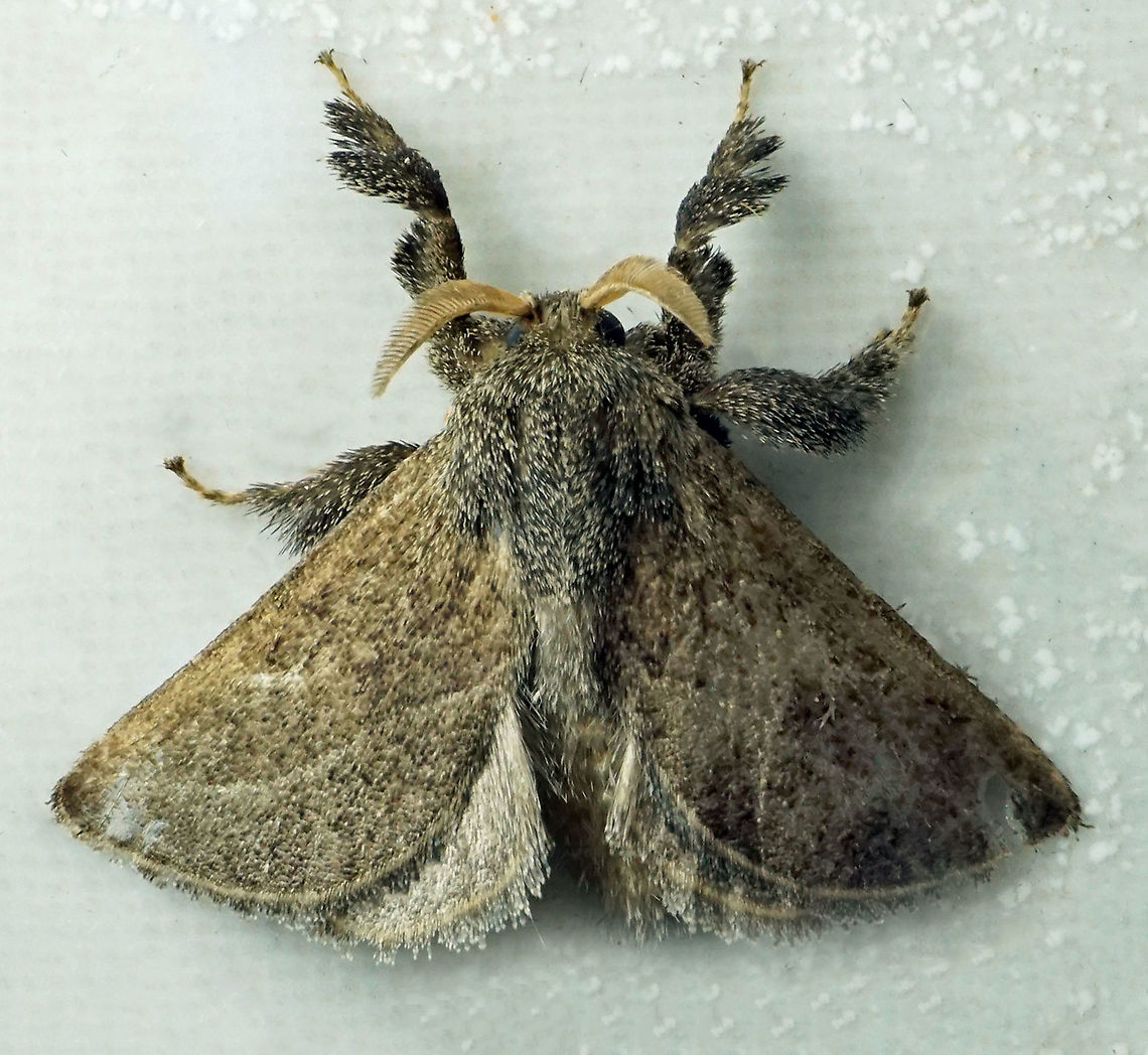 Euclea sp. Dapa, Valle Del Cauca 2100m