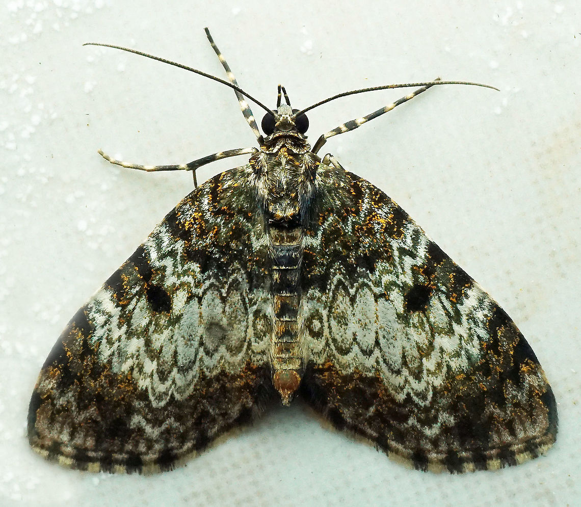 Spargania sp. Dapa, Valle Del Cauca 2100m