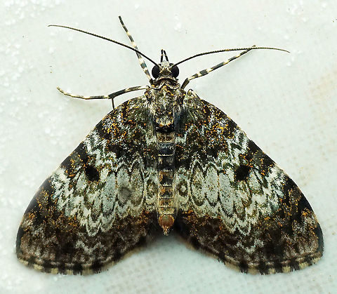Spargania sp. Dapa, Valle Del Cauca 2100m