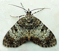 Spargania sp. Dapa, Valle Del Cauca 2100m