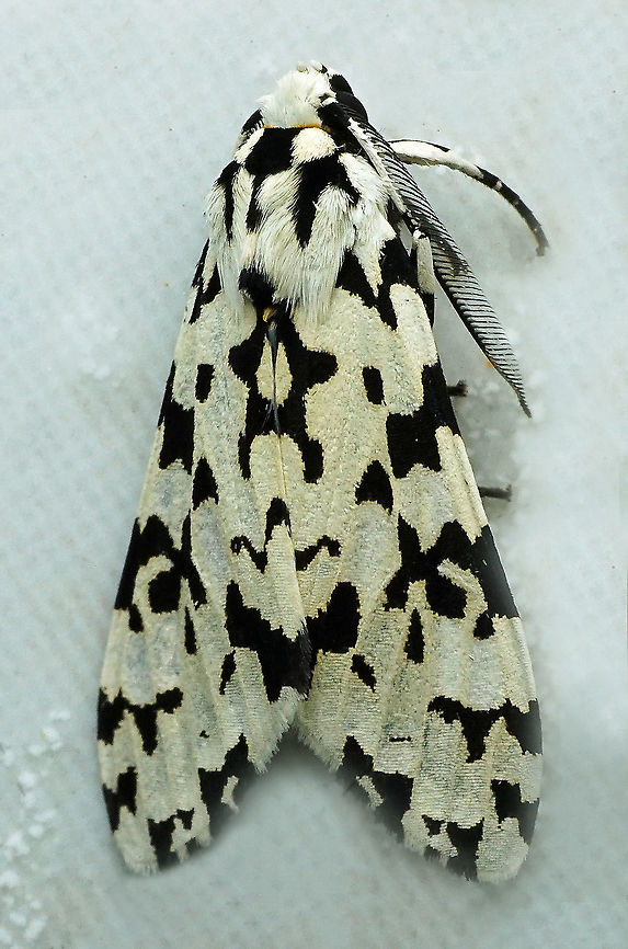 Eucereon tigrata Dapa, Valle Del Cauca 2100m Eucereon tigrata
