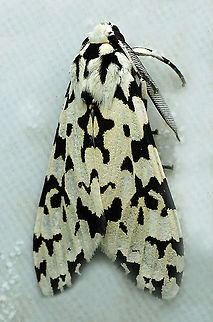 Eucereon tigrata Dapa, Valle Del Cauca 2100m Eucereon tigrata