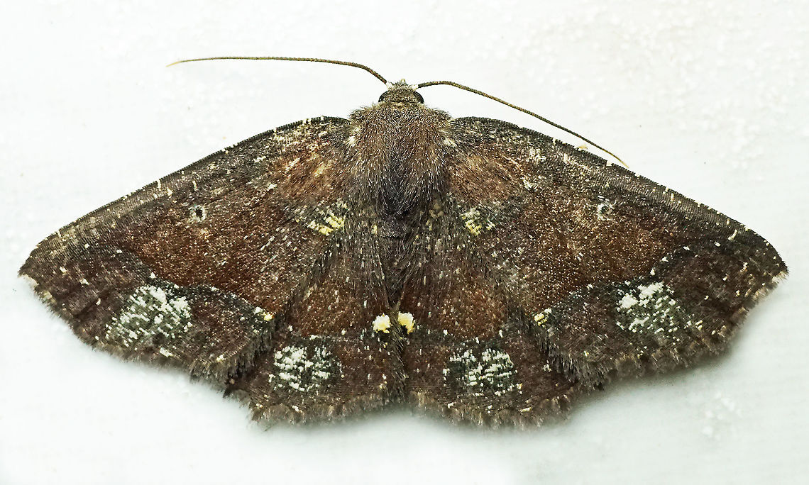 Isochromodes sp. Dapa, Valle Del Cauca 2100m