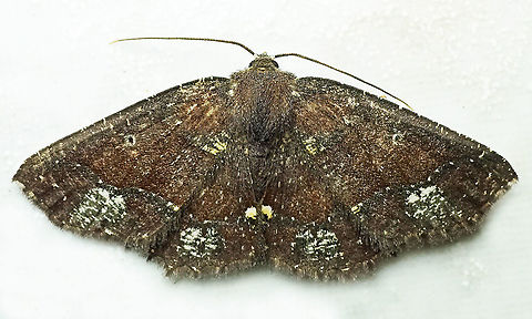 Isochromodes sp. Dapa, Valle Del Cauca 2100m