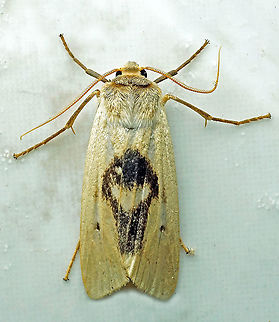 Agylla boliviensis Dapa, Valle Del Cauca 2100m Agylla boliviensis