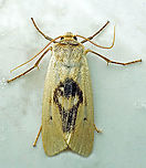 Agylla boliviensis Dapa, Valle Del Cauca 2100m Agylla boliviensis