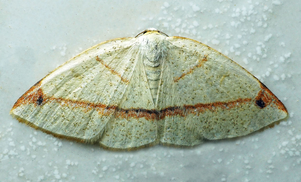 Microxydia orsitaria Dapa, Valle Del Cauca 2100m Microxydia orsitaria