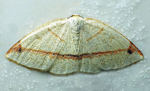 Microxydia orsitaria Dapa, Valle Del Cauca 2100m Microxydia orsitaria