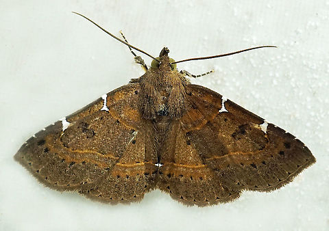 Antiblemma pira Dapa, Valle Del Cauca 2100m Antiblemma pira