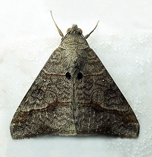 Mocis latipes Dapa, Valle Del Cauca 2100m Mocis latipes,Small Mocis Moth