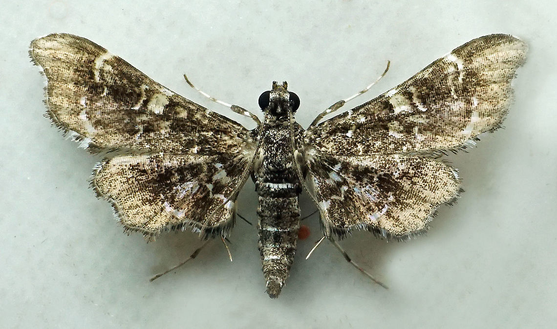 #223 Dapa, Valle Del Cauca 2100m