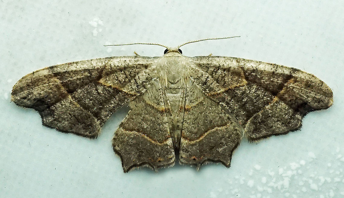 #225 Dapa, Valle Del Cauca 2100m