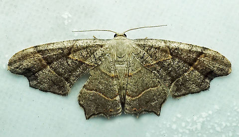 #225 Dapa, Valle Del Cauca 2100m