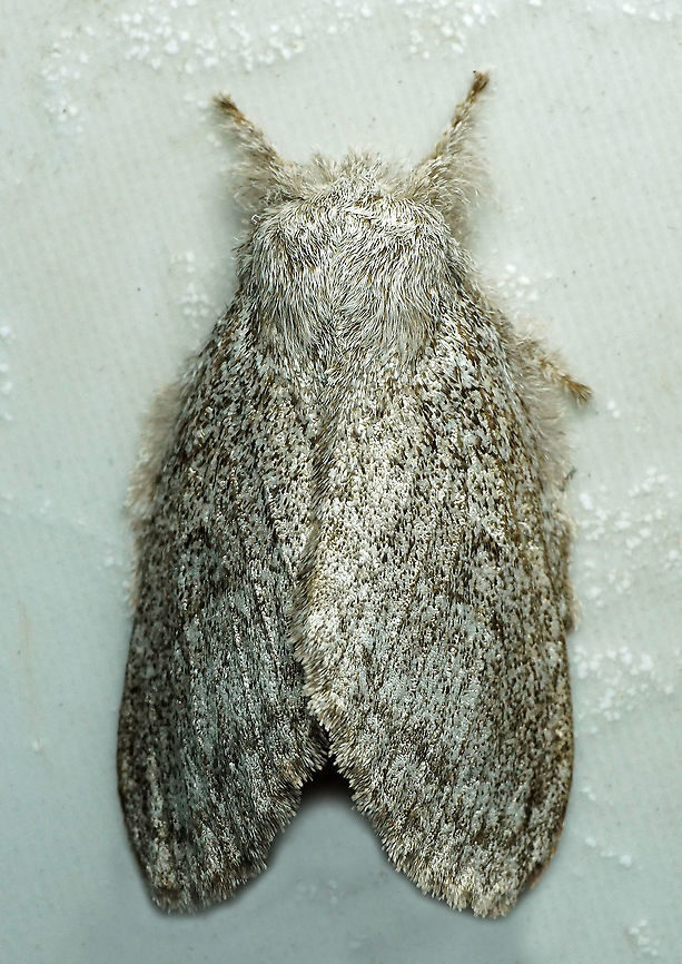 #226 Dapa, Valle Del Cauca 2100m