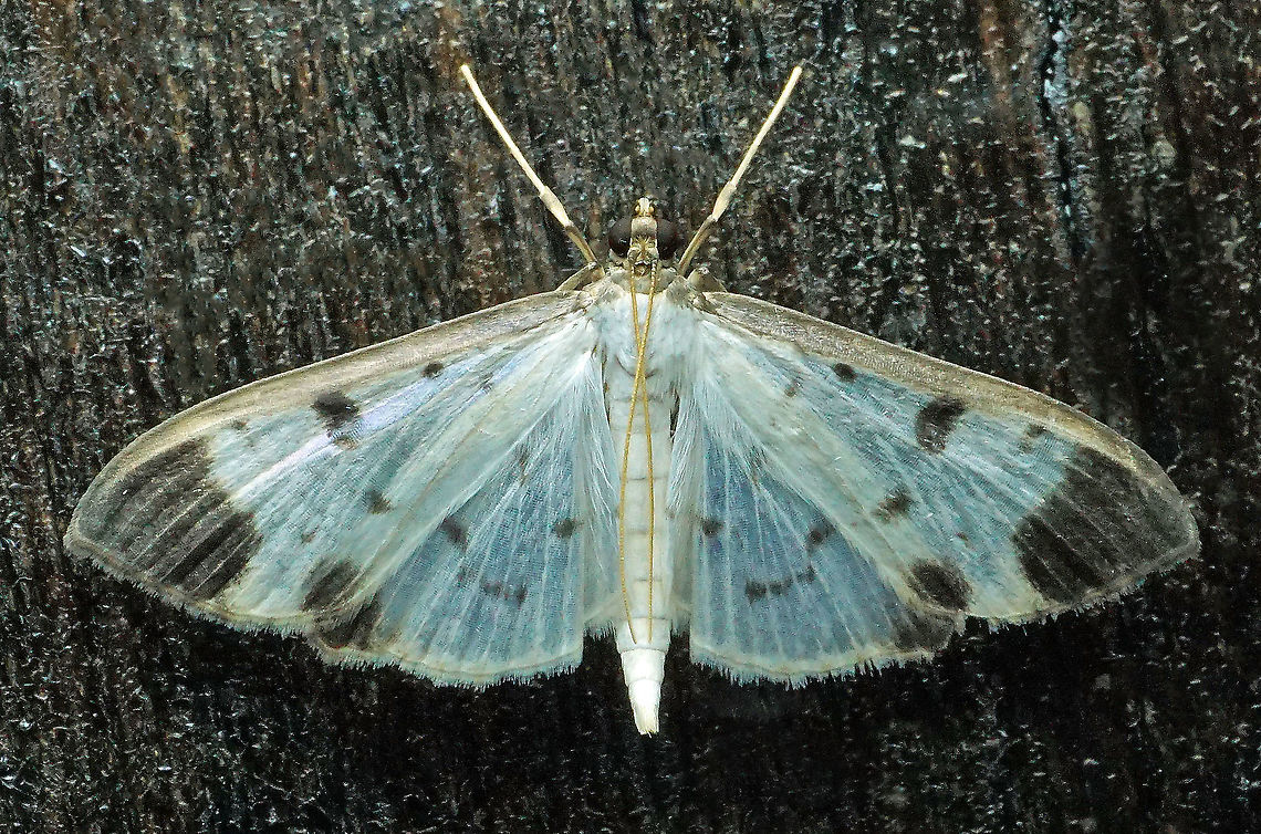 Palpita sp. Dapa, Valle Del Cauca 2100m