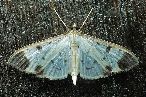 Palpita sp. Dapa, Valle Del Cauca 2100m