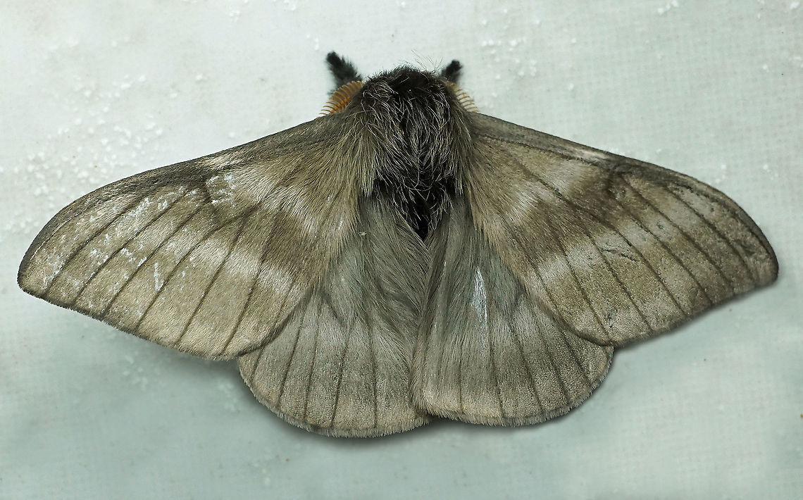 Hylesia sp. Dapa, Valle Del Cauca 2100m