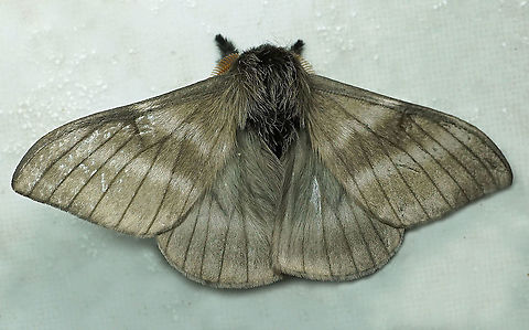 Hylesia sp. Dapa, Valle Del Cauca 2100m